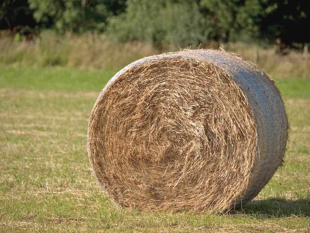 Alfalfa Premium