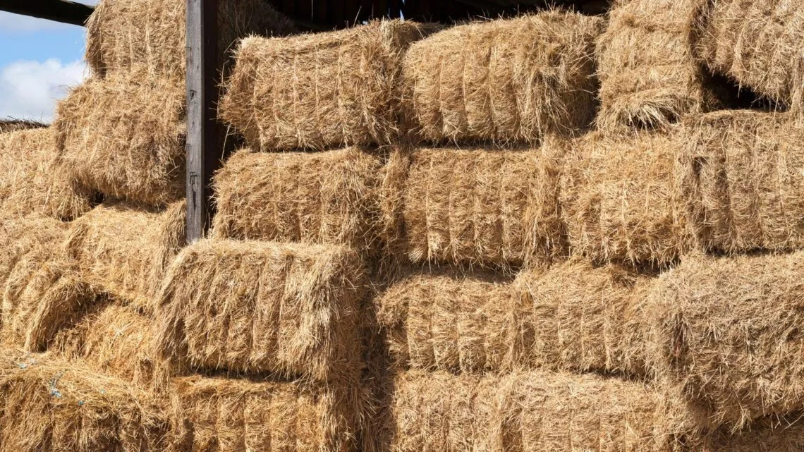 Alfalfa Premium