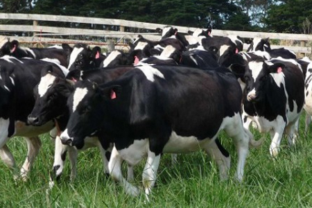 Novillos Angus